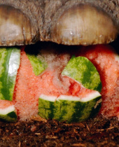 Far Cry Primal and The Slow Mo Guys Present Mammoth Stomp