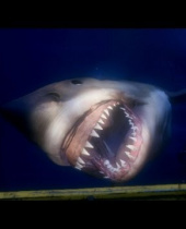 Project Morpheus Gameplay