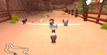 Championsheep Rally