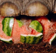 Far Cry Primal and The Slow Mo Guys Present Mammoth Stomp