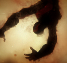 God of War: Ascension für PlayStation 3 – Start der Mehrspieler-Beta ab 08. Januar